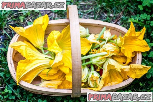 Cuketa Zucchini da Fiore - semena