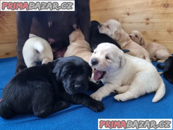 Labrador retriever - štěně s PP – fotografie 1