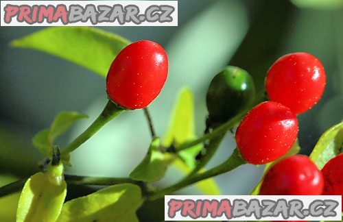 Chilli Pequin - semena