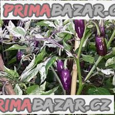 Chilli Purple Tiger - semena