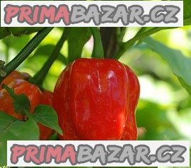 Scoth  Bonet  Red - semena