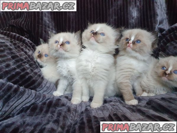 Gccf registrirane mačke Ragdoll – fotografie 1
