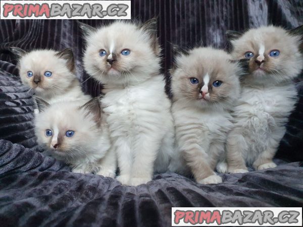 Gccf registrirane mačke Ragdoll – fotografie 2
