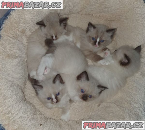 Gccf registrirane mačke Ragdoll – fotografie 3