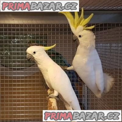dostupné druhy ptáků a papoušků. – fotografie 2