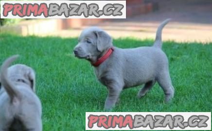 Štěňata labradorů;WHATSAPP: +4368110847525 – fotografie 1