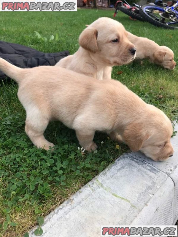 Štěňata labradorů;WHATSAPP: +4368110847525 – fotografie 2