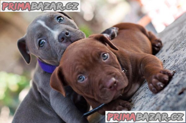 Roztomilý Blueline AmStaff/ Pitbull teriér* – fotografie 1