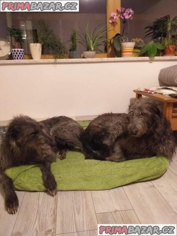 Deerhound (Skotský jelení pes) – fotografie 1