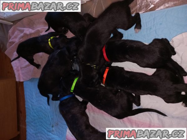 Deerhound (Skotský jelení pes) – fotografie 2