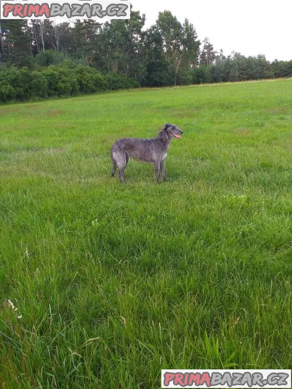 Deerhound (Skotský jelení pes) – fotografie 3