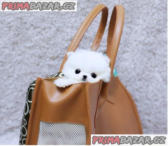 T-Cup Pomeranian Štěňata – fotografie 2