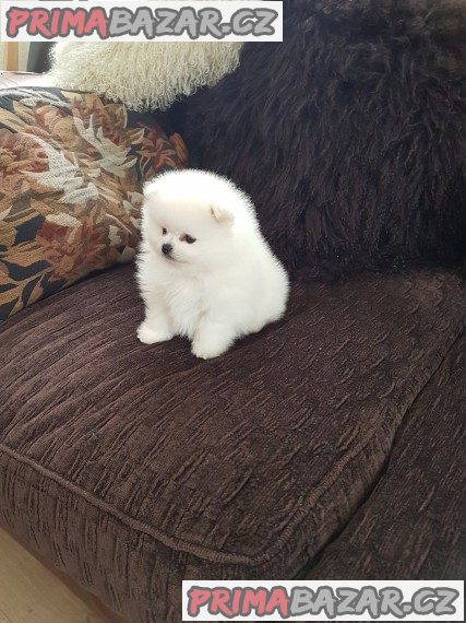 T-Cup Pomeranian Štěňata – fotografie 3