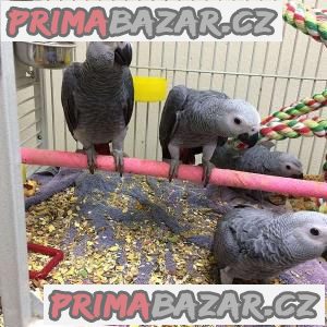 k dispozici různé druhy ptáků. – fotografie 2