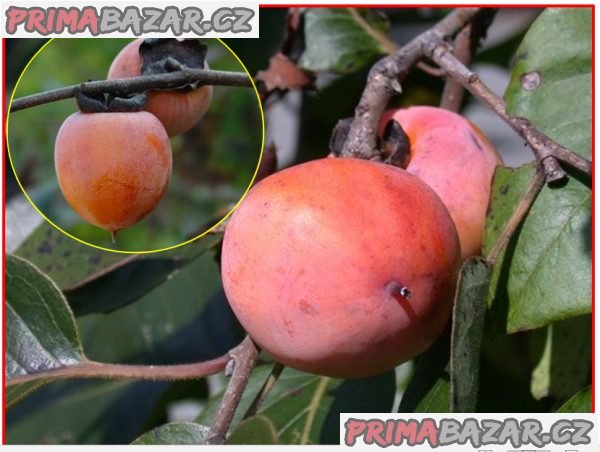 naklíčená semena  Diospyros Virginiana