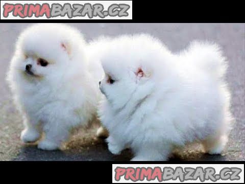 Rozkošná štěňata Pomeranian rodokmenu – fotografie 1
