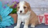 3 Registrovaná štěňata Cavapoo