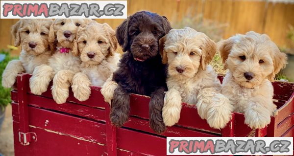 Roztomilá štěňátka labradoodle připravena – fotografie 1