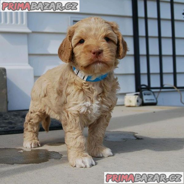 Krásný pejsek a fenka Goldendoodle k adopci. – fotografie 1