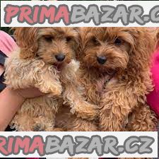 Registrovaná štěňata Cavapoo – fotografie 1