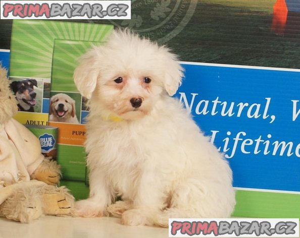 Štěňata Maltipoo připravena do nového domova – fotografie 1