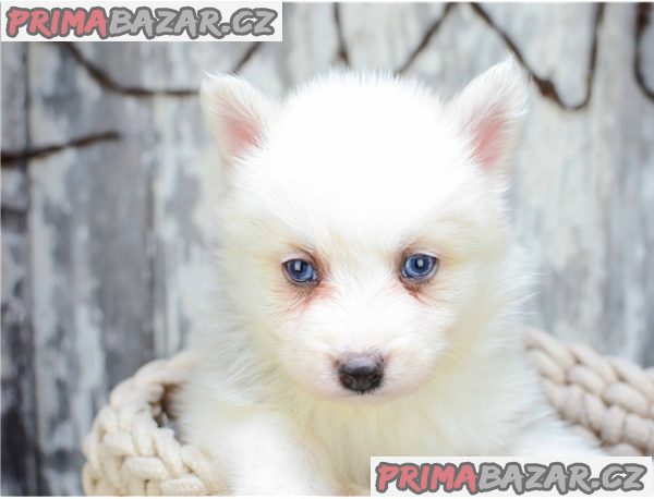 Štěňata Pomsky k adopci – fotografie 1