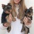 Little Yorkie štěňata k ADOPCI