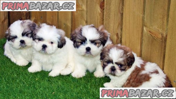 Krásná štěňata shih tzu s rodokmenem pro milující domovy – fotografie 1