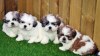 Krásná štěňata shih tzu s rodokmenem pro milující domovy