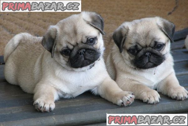 Mops štěňata nyní připraven – fotografie 1