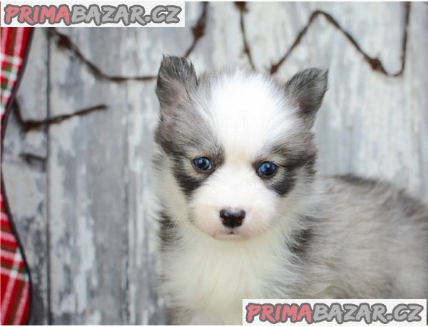 Okouzlující štěňata Pomsky k dispozici – fotografie 1