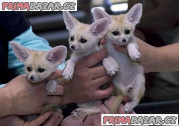 Extra okouzlující samec a samice lišky Fennec k adopci Nyní připraveni – fotografie 1