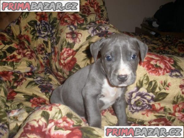 Okouzlující štěňata amerického pitbulteriéra – fotografie 1