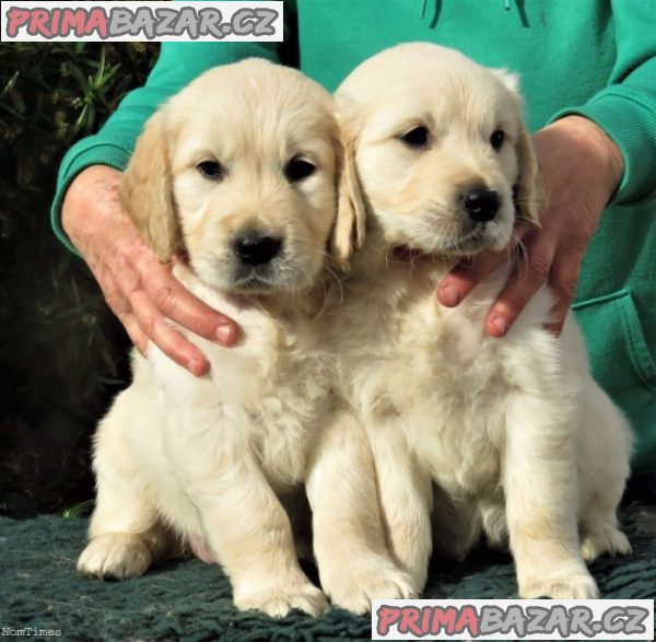 Štěňata labradorských psů – fotografie 1