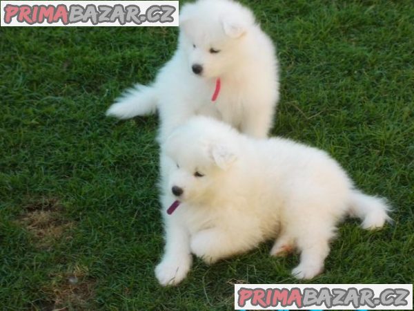 Výborná samojedská štěňata k adopci – fotografie 1