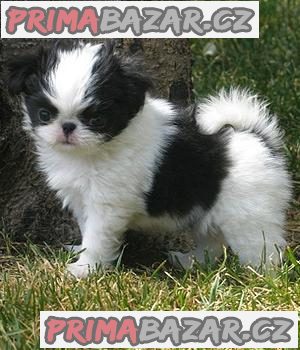 Fantastická štěňata Japanese Chin k dispozici – fotografie 1