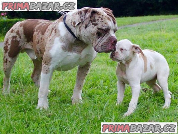 Alapaha Blue Blood Bulldog Štěňata – fotografie 1