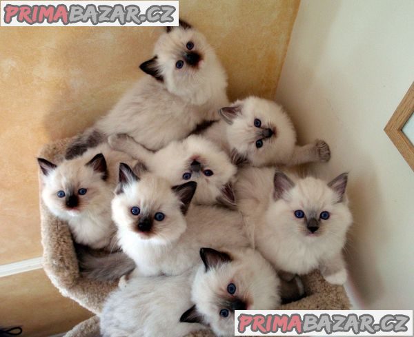 Ragdoll koťata pro navrácení do domácího prostředí pro pejsky i fenky – fotografie 1