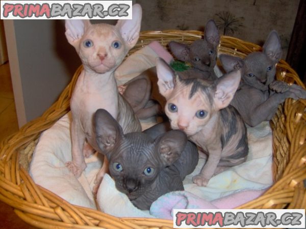 Odvážná a vrásčitá koťata Sphynx – fotografie 1
