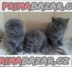 Zdraví Scottish Fold Koťata, pejsci i fenky připraveni – fotografie 1