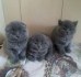 Zdraví Scottish Fold Koťata, pejsci i fenky připraveni