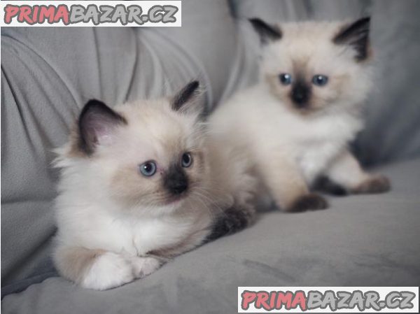 Kvalitní koťátka Ragdoll pro návrat do domova – fotografie 1