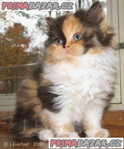 Tica Registrovaná Calico Kittens nyní k dispozici – fotografie 1