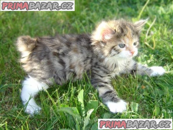 Sladká a milá japonská koťata bobtail tica – fotografie 1