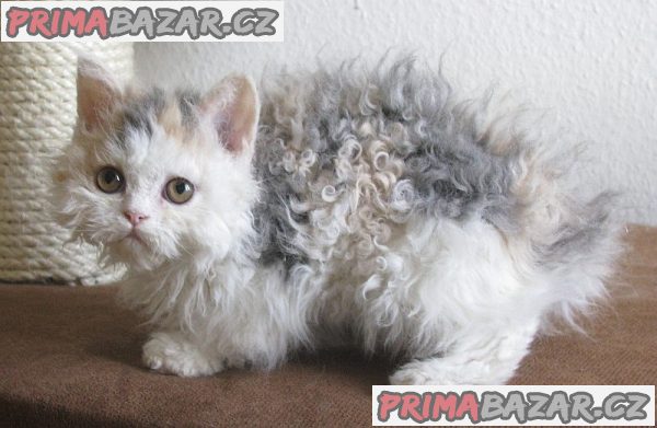 Koťátka Tica Selkirk rex nyní k adopci – fotografie 1