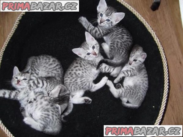 Krásná egyptská koťátka mau k adopci – fotografie 1