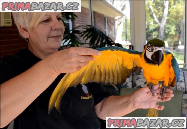K dispozici jsou ručně chovaní modří a zlatí papoušci ara – fotografie 1