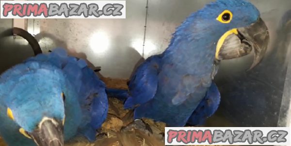 DNA krásný papoušci ara hyacintový (domácí chov) – fotografie 1