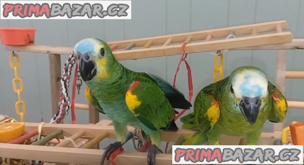 Kvalitní samci a samice Amazon DNA Parrots připraveni – fotografie 1