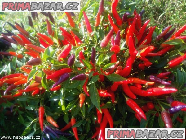 Sazenice chilli Sangria Ornamental
